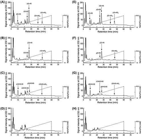 Fig. 7. HPLC analysis of unsaturated disaccharides derived from cell-associated GAGs after lyase treatment.