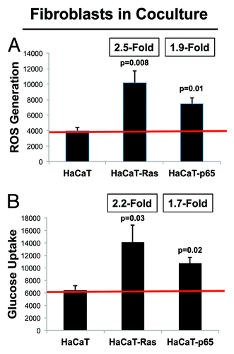 Figure 3. HaCaT-fibroblast co-cultures: Cancer-associated fibroblasts show dramatic increases in both ROS production and glucose uptake. (A) ROS-production. (B) Glucose uptake. HaCaT epithelial cells (control, H-Ras [G12V], or NFkB [p65]) were co-cultured for 4 days with hTERT-immortalized fibroblasts (RFP[+]). Then, ROS production (a measure of oxidative stress) and glucose uptake (a measure of glycolytic activity) in hTERT-fibroblasts were quantitatively determined by FACS sorting. Note that hTERT-fibroblasts co-cultured with HaCaT-Ras cells show a significant increase in both ROS production (2.5-fold; P = 0.008) and glucose uptake (2.2-fold; P = 0.03). Similarly, hTERT-fibroblasts co-cultured with HaCaT-p65 cells show a significant increase in ROS production (1.9-fold; P = 0.01) and glucose uptake (1.7-fold; P = 0.02). Thus, oncogene-transformed epithelial cancer cells metabolically reprogram adjacent normal fibroblasts.
