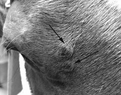 Figure 1. Photograph of the area adjacent to the right eye of a 2-year-old chestnut Quarterhorse gelding with multiple cutaneous fungal granulomas caused by Alternaria spp. Two partially alopecic darkly pigmented nodules of about 10 mm diameter are visible (arrows).