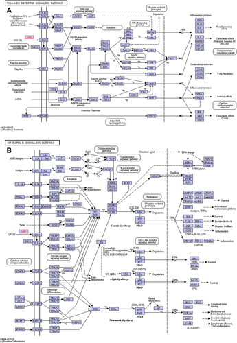 Figure 2 Screening of LBP-related signalling pathways by KEEGG analysis.