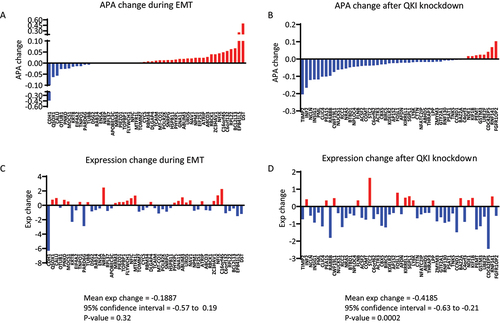Figure 4. Correlation of APA changes with gene expression changed during EMT and following QKI knockdown. (A-B) Changes in APA during EMT of HMLE cells or following QKI knockdown in mesHMLE cells, aligned from most shortened to most lengthened 3’UTR. Only the top 50 differentially expressed genes with significant changes in APA (FDR <0.05) are represented (C-D) Corresponding changes in gene expression for APA affected genes. Blue bars indicate decreased APA and gene expression, and red bars indicate increased APA and gene expression. Statistical significance was measured using a one sample t-test on differentially expressed genes with significant APA change with mean expression change, confidence interval, and p-values shown.