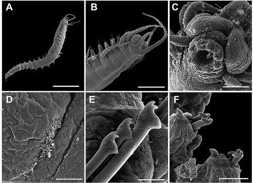 Figure 4. SEM microphotographs of Haplosyllis eldagainoae sp. nov. A, Whole body, ventral view. B, Anterior end, dorsal view. C, Anterior end showing pharynx with soft papillae, ventral view. D, Detail of one side of nuchal organs. E, Anterior chaetae. F, Posterior parapodia, with chaetae and acicula protruding out of parapodium. A--D paratypes from Tanzania (MNCN 16.01/13170); E,F from Red sea (MNCN 16.01/13171). Scale bars: A = 750 μm, B = 230 μm, C = 75 μm, D = 27 μm, E = 7.5 μm, F = 23 μm.