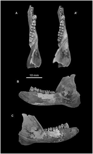 Figure 2. A, A’, Stereophotograph of the holotype right dentary of Archerus johntoniae (QM F40103). Teeth present are p3, m1–4. B, Lingual view. C, Buccal view.
