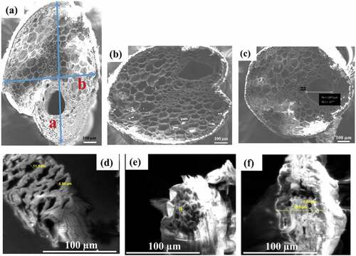 Figure 4. Cross-section of untreated raffia fiber (a), treated with four (b) and six hornification cycles and untreated okra fiber (d), treated with four (e) and six (f) hornification cycles.