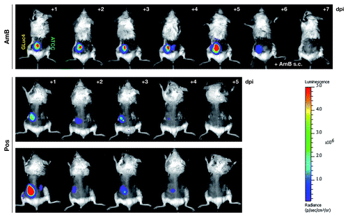 Figure 6. The bioluminescent reporter strain AfS75 allows in vivo monitoring of antifungal therapy. Shown are animals from an in vivo imaging series of neutropenic mice infected with 5 × 105 conidia of AfS75 (GLuc4) and the wild-type isolate ATCC 46645 (ATCC), respectively, that had been treated with amphothericin B deoxycholate (AmB, 5 mg/kg/day i.p.) or posaconazole (40 mg/kg/day per os), demonstrating failure of antifungal treatment by AmB or complete clearance of the fungal infection by posaconazole as evident from the persistence and absence, respectively, of bioluminescence. When applying AmB directly at the seat of infection (+ AmB s.c.), bioluminescence was resolved within two days.