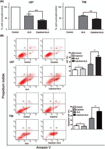 Figure 4. Pretreatment of glioma cells with calcitriol enhances cytotoxicity after the addition of ALA and light. U87 and T98 glioma cells were preconditioned for 48 hours with calcitriol or medium alone, then incubated with ALA (0.3 mM) for 16 hours and irradiated with light. (A) Survival was measured by MTT dye assay. (B) Cell apoptosis was analyzed by flow cytometry. Data are presented as mean ± SEM for three separate experiments performed in duplicate. Asterisks indicate statistical significance. (*p > 0.05, **p < 0.05).