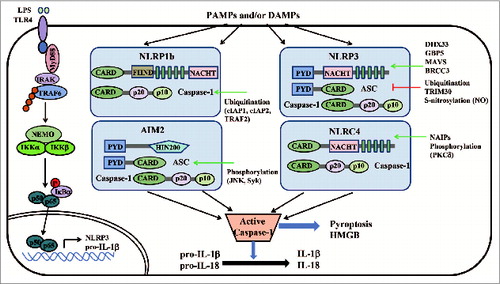 Figure 2. Activation and regulation of inflammasomes. The identified core components of inflammasomes belong to 2 families: (1) the NLR family (such as NLRP1b, NLRP3 and NLRC4); (2) the PYHIN (PYD and HIN200 domain-containing protein) family (such as AIM2). NLRs or AIM2, together with ASC, activate caspase-1, leading to downstream effector functions such as pyroptosis and processing of pro-IL-1β and pro-IL-18. Multiple regulators exert rigorous control on these pathways through their positive (green arrow) or negative (red blunt arrow) regulation. CARD, caspase recruitment domain; FIIND, domain with function to find; LRR, leucine-rich repeat; NACHT, nucleotide binding and oligomerization domain; NLR, Nod-like receptor; PYD, pyrin; HIN200, haematopoietic interferon-inducible nuclear antigens with 200 amino-acid repeats.