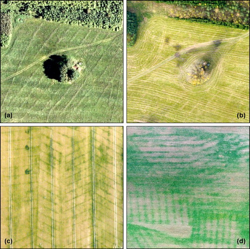 Figure 6. Permanent grassland before the first cutting (a) (3D lines – 7.6.2014) and after grass cutting (b) (light lines – 31.10.2014). Different types of visual manifestation of DSs in the crop (c) (7.7.2014) and rape cover (d) (26.11.2014).
