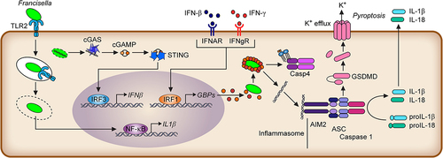 Figure 3. Overview of the innate immune responses upon macrophage infection.