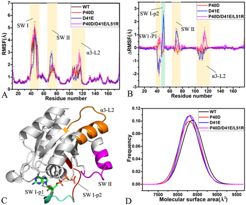 Figure 2. Structural flexibility and molecular surface areas of M-RAS in four systems: (A) RMSFs of the Cα atoms from M-RAS, (B) difference in RMSFs between the WT and mutated M-RAS, (C) structural domains with obvious alterations of RMSFs and (D) molecular surface area of the WT and mutated M-RAS.