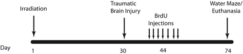Figure 1. Schematic diagram showing experimental design. Three-week-old and eight-week-old C57BL/6 mice received whole body irradiation with 4 Gy 137Cs. Four weeks later animals received either focal traumatic brain injury or sham injury. Two weeks later, animals were injected daily for 7 days with BrdU (100 mg/kg). Four weeks after BrdU injections, animals underwent Morris water maze testing for 5 days.