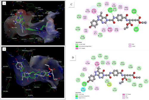 Figure 6. Binding modes to the active sites of DHFR and TS enzymes: (A) 3D representation of 6i displaying an overlay with the crystal structure of MTX in the active site of DHFR; (B) 3D representation of 6i demonstrating an overlay with the crystal structure of PMX in the active site of TS; (C) 2D diagram of 6i in DHFR active site; (D) 2D diagram of 6i in TS active site.