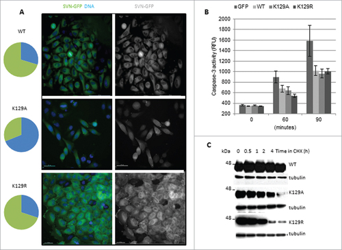 Figure 6. K129 mutants can inhibit apoptosis but have reduced stability. (A) Hela cells stably expressing WT, K129A or K129R were stained with nucleoblue and imaged live. Pie charts illustrate the percentage of cells expressing the ectopic protein in the cytoplasm (green) vs. the nucleus, or both the nucleus and the cytoplasm (blue). Bars 40 μm. (B) Apoptosis assay. Cells were treated with TRAIL for 0, 60 or 90 minutes, and caspase-3 activity quantitated using a tetrapeptide cleavage assay. GFP expressing cells demonstrate the level of apoptosis in control cells. All forms of survivin were able to inhibit caspase-3 effectively. (C) Cell lines were treated for up to 4h with CHX and whole cell lysates interrogated for expression of the ectopic proteins with anti-survivin antibodies and anti-tubulin as a loading control. Both K129 mutants had reduced stability compared to WT.