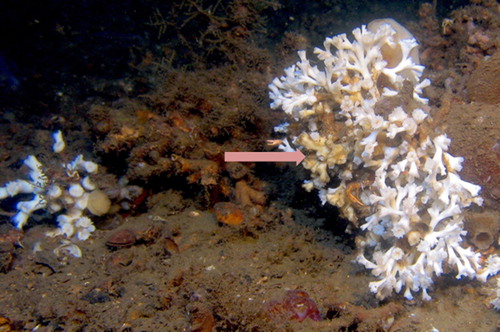 Figure 1. In-situ benthic community with the coral Lophelia pertusa (white polyps) and the orange coral associated sponge Hymedesmia (Stylopus) coriacea overgrowing the coral (arrow is pointing to several coral polyps overgrown by the sponge).