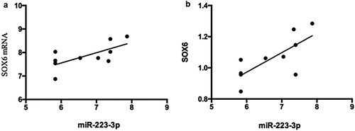 Figure 7. Correlation between the expression of miR-223-3p and SOX6 mRNA and protein. 7a:The expression levels of miR-223-3p and SOX6 mRNA were positively correlated (r = 0.683, P < 0.05).7b: Correlation between the expression of miR-223-3p and SOX6 protein. The expression of miR-223-3p was positively correlated with that of SOX6 protein (r = 0.740, P < 0.05).