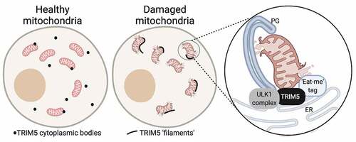 Figure 1. Following mitochondrial damage, TRIM5 localizes to ER-mitochondrial contact sites where it recruits the autophagy initiation machinery, including ULK1 complex proteins, to proteins tagging damaged mitochondria (eat-me tags). In the absence of TRIM5, the recruitment of autophagy proteins to damaged mitochondria is abrogated, mitophagy is impaired, and cells show elevated inflammatory responses to mitochondrial damage. Abbreviations: ER, endoplasmic reticulum; PG, phagophore. Figure was created using BioRender.