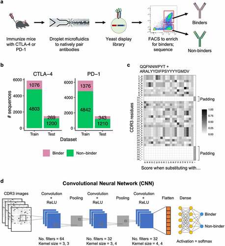 Figure 1. Deep learning model for binder and non-binder classification. (a) Experimental workflow to generate antibody sequences. B cells from mice immunized with either CTLA-4 or PD-1 were encapsulated into microfluidics droplets to generate scFv libraries. The scFv libraries were expressed as yeast display, FACS sorted, and deep sequenced to generate binder and non-binder antibody sequences. (b) Number of CDR3K + CDR3H sequences in the training and testing datasets for CTLA-4 (left) and PD-1 (right). (c) A representative example of a CDR3K + CDR3H sequence encoded into a two-dimensional numerical matrix (image). The image displays BLOSUM substitution scores of the CDR3K + CDR3H residues (rows) when replaced with one of the 20 amino acids, gap, or X (columns). Both CDR3K and CDR3H were padded with “gaps” to ensure consistent dimension across images. (d) Convolutional neural network (CNN) model architecture for classifying binder and non-binder sequences. Two identical CNN models were built for PD-1 and CTLA-4 sequences, and they were trained separately.