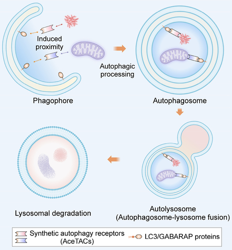Figure 1. Workflow of the synthetic autophagy receptors (AceTACs) for targeted intracellular degradation.
