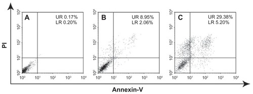 Figure 11 FACS analysis of SGC-7901 cells stained with Annexin V-FITC and PI. (A) Cells were not treated with any agents for blank control; (B) apoptotic cells were induced by etoposide, (C) cells treated with the ESCNs.Note: In all panels, LR represents early apoptosis and UR represents late apoptosis.Abbreviations: FACS, fluorescence-activated cell sorting; PI, propidium iodide; ESCNs, etoposide-loaded strontium carbonate nanoparticles; LR, low right quadrant; UR, up right quadrant.