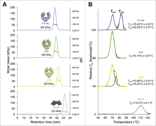 Figure 2. Size-exclusion chromatography–multi-angle light scattering (SEC-MALS) and differential scanning calorimetry (DSC) analysis of human IgG1-Fc (Fc-wt), the Fcabs 448 and CT6 and VEGF. (A) A Superdex 200 10/300 GL column (GE Healthcare, USA) pre-equilibrated with PBS plus 200 mM NaCl (pH 7.4) was loaded with 25 µg of Fc-wt (violet), 448 (green), CT6 (yellow) or VEGF (gray), respectively, upstream to MALS analysis. Molar masses were calculated using the ASTRA software. (B) For DSC measurements the Fc proteins and VEGF were diluted to 5 µM and 45 µM in PBS, respectively. The data were fitted to a non-two-state thermal unfolding model using the software Origin 7. The respective Tm values and standard deviations (average of n = 2) are shown next to the graphs.