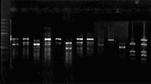 Figure 1. Banding pattern of different genotypes revealed by PCR amplification of RAPD primers.