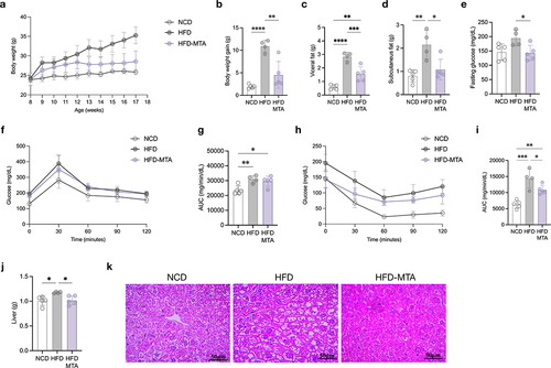 Figure 3. MTA ameliorated obesity and metabolic disorders.