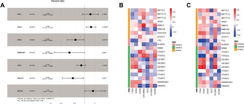 Figure 2 Identification of seven m6A-related immune prognostic genes. (A) Forest plot showing the results of multivariate Cox regression analysis for the seven reported genes; (B) correlation heatmap showing the correlations between the expression levels of seven immune genes and those of m6A-related genes based on data from The Cancer Genome Atlas database; (C) correlation heatmap showing the correlations between the expression levels of six immune genes and those of m6A-related genes based on data from the GEO database. Negative correlations are depicted in blue while positive correlations are depicted in red; *Indicates statistical significance P<0.05; **Indicates statistical significance P<0.01.
