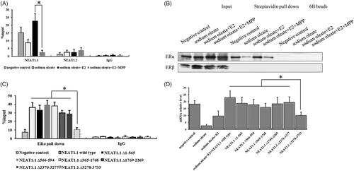 Figure 3. The interaction between NEAT1.1 and ERα. RIP (A) and RNA pull down assay (B) for the interaction between NEAT1.1 and ERα. The binding domain of NEAT1.1 interacting with ERα by truncation assay (C). The transcriptional activity of AQP7 upon over-expression of different truncated NEAT1.1 (D). Each experiment was repeated three individual times and represent mean ± SD. “*” means p values less than .05.