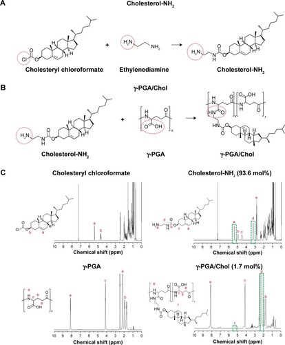 Figure 2 Chemical scheme for the synthesis of (A) Cholesterol-NH2 and (B) γ-PGA/cholesterol conjugates. (C) 1H-NMR spectra of synthesized materials. (C) Letters (a–f) in H-NMR spectra indicate peaks from hydrogens (H) in letters (a–f) located on the structure, respectively.Abbreviations: γ-PGA, poly(γ-glutamic acid); 1H-NMR, proton nuclear magnetic resonance; ppm, parts per million.
