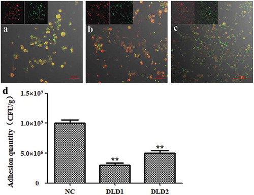 Figure 6. The adhesive ability of V. splendidus to coelomocytes demonstrated by fluorescence (a-c) and colony counting (b). The green fluorescence was the labeled Vs-DTAF and the red fluorescence was the labeled coelomocyte. (a), the cells blocked by DLD1 antibody; (b), the cells blocked by DLD2 antibody; (c), the control group. (d), Colony counting of the cells that adhered to coelomocytes. After adhesion and washes, the resuspesion cell solution was 1.0 × 103-fold dilution, and 50 μL was spread on 2216E plate. Data were means of three independent experiments, and are presented as means ± SD. *P< 0.05, **P< 0.01.
