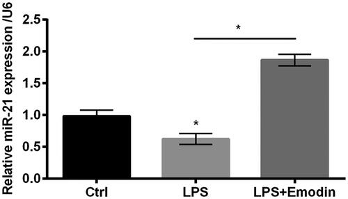 Figure 4. miR-21 expression was positively regulated by emodin. qRT-PCR was used in determining miR-21 expression in HaCaT cells. Results were shown as mean ± SD and *p < .05 indicated significant difference.