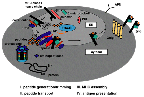 Figure 1.  Schematic diagram of MHC Class I antigen processing machinery (APM). Ubiquitinated proteins were cleaved into peptides by the proteasome and further trimmed by cytosolic peptidases. The peptides are then transported via the TAP heterodimer from the cytosol into the ER. In the ER, MHC Class I heavy chain (HC) and β2-m are stabilized and associate which is assisted by the chaperones calnexin and calreticulin. A multimeric peptide loading complexes (PLC) is yielded consisting of the TAP subunits, MHC HC, β2-m, tapasin, calreticulin and ERp57. Upon peptide loading the PLC dissociates and the peptide/MHC Class I/β2-m complex is transported via the trans-Golgi to the cell surface.