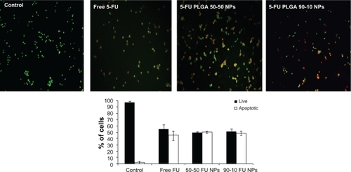 Figure 10 Fluorescence images of U87MG cells stained with acridine orange/ethidium bromide followed by quantification of apoptosis based on morphology changes.