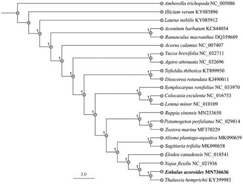Figure 1. Phylogenetic relationship of 22 species based on the chloroplast genome sequences with Maximum likelihood (ML) analysis.