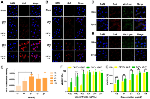 Figure 4 Cellular uptake and cytotoxicity determined on B16 and SCL-1 cells. (A) CLSM images of B16 cells treated with DPT or DPTC for 1 h and 4 h (×1000). (B) CLSM images of SCL-1 cells treated with DPT or DPTC for 1 h and 4 h (×1000). The scale bar represents a length of 10 μm. (C) Flow cytometry of B16 cells treated with DPTC6. (*p < 0.05, **p < 0.01, and ***p < 0.001). (D) Colocalization of DPTC and mitochondria or lysosome in B16 cells. (E) Colocalization of DPTC and mitochondria or lysosome in SCL-1 cells. The scale bar represents a length of 10 μm. (F) Cytotoxicity of DPTC investigated on B16 cells. (G) Cytotoxicity of DPTC investigated on SCL-1 cells. *p < 0.05, **p < 0.01, and ***p < 0.001.