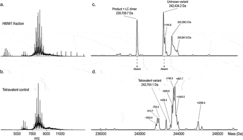 Figure 6. Side-by-Side Comparison of SEC-nMS of the HMW1 Fraction and the Tetravalent Control after Deglycosylation. Two by-products in the HMW1 fraction are absent in the tetravalent control. The heterogeneity annotated to the tetravalent variant-product are present in both. a. Raw native spectrum of HMW1. b. Raw native spectrum of the tetravalent control. c-d. Charge deconvoluted spectra of the HWM1 (c) and tetravalent control (d) narrowed in on the region of the high MW variants (235–250 kDa). Mass shifts are indicated but were not annotated.