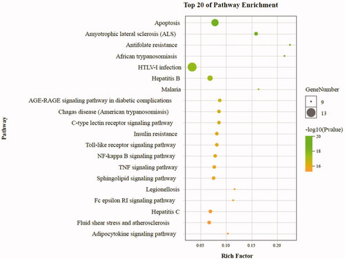 Figure 13. Pathway enrichment point diagram of 36 target genes. The vertical axis represents the pathway name, the horizontal axis represents the rich factor, the size of the dot indicates the number of genes expressed in the pathway, and the color of the dot corresponds to the different p-value range.