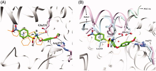 Figure 4. (A) Superimposition of docking result of ERRα with compound 11 (green) and crystal structure of ERRα with inverse agonist (compound 2, orange, PDB code 2PJL). The dotted black lines in the figure represent the hydrogen bonding interactions between ligand and protein. (B) The superimposed apoERRα crystal complex (1XB7) and compound 11 (green) docked with ERRα inverse agonist crystal complex crystals (2PJL). Plum: 2PJL, Sky blue: 1XB7. The dotted black lines in the figure represent the hydrogen bonding interactions between ligand and protein. These photographs were obtained by the chimaera 1.15rc program.