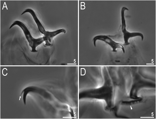 Figure 4. Dastychius improvisus (additional material): (a)claws II; (b) claws IV; (c) accessory points on claw IV; (d) dentate lunules on legs IV, arrowhead. All PCM. Scale bars in µm