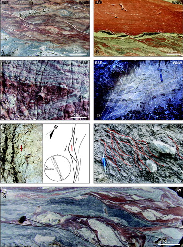 Figure 6. (A) Polished hand sample of Argille varicolori showing asymmetric boudinage related to extensional shearing and in situ disruption of alternating layers of sandstone (white) and shale (red and gray) (East of Gerbole). White lines indicate R-shears; (B) Polished surface of a hand sample showing R-shears (see dashed lines) transecting the varicolored shaly layers of the Argille varicolori (North of Piazzo); (C) Decimeters wide, intralayered flattened fold in the Argille varicolori (ENE of Gerbole); (D) Mesoscale left-lateral transtensive fault showing a ‘tulip type’ flower structure in the Monte Piano marls (South of Piazzo); (E) Plan view of a mesoscale left-lateral transtensive fault in the Monte Piano marls (South of Piazzo). The photograph on the left is schematically redrawn on the right of the figure. Mesoscale data of the fault are also shown in the structural diagram (Schmidt net, lower hemisphere); (F) ‘Structurally ordered’ block-in-matrix fabric within the Argille varicolori tectonic mélange close to the main thrust (SW of la Pietra). The fabric is related to NE-verging reverse shear (red lines) and it is characterized by elongated extra-formational blocks embedded in a matrix pervasively affected by scaly fabric and S-C features; (G) Polished surface of a hand sample of the Argille varicolori tectonic mélange showing the reverse shear surfaces and related R-shear, and a pervasive scaly fabric (about 1 km to the NE of Moglietto).