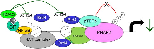 Figure 5. The actions of the dexamethasone/GR complex on inhibition of IL-1β stimulated histone acetylation. DNA-bound p65 induces histone acetylation via activation of CBP and a CBP-associated HAT complex to occur. This causes local unwinding of DNA and increased gene transcription. GR, acting as a monomer, interacts with CBP causing an inhibition of CBP-mediated HAT activity. In addition, GR also recruits HDAC2 to the p65/CBP complex, further reducing local HAT activity, leading to enhanced nucleosome compaction and repression of transcription.