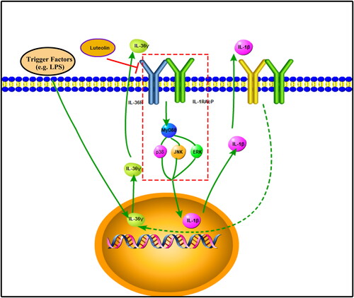 Figure 7. Schematic of the process by which luteolin reduces IL-1β by inhibiting the mitogen-activated protein kinase (MAPK) pathway via IL-36γ.