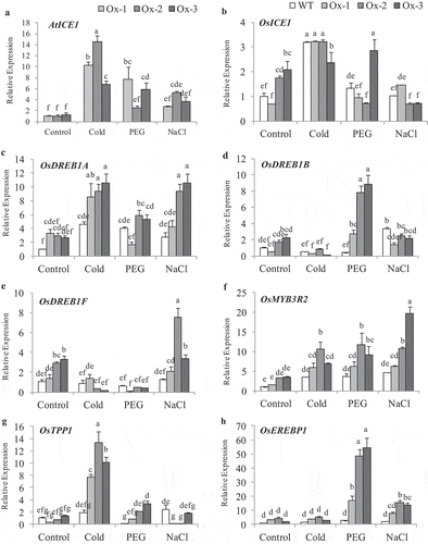 Figure 1. Expression analysis of stress responsive genes in shoot tissues from AtICE1 overexpression transgenic lines. Total RNA was isolated from 25 days old seedlings were treated with PEG6000 (20%), NaCl (200 mM) and Cold (4°C) for 8 h was used for gene expression analysis. (a) AtICE1 expression in transgenic lines. (b) Expression of native OsICE1 in WT and Transgenic plants. (c-h) Expression of ICE1 target genes and stress responsive genes. The series legends are same for B-H. The experiment were performed with three biological replicates (n = 3). Error bar indicates ±SE. Statistical differences are shown on the bars by labeling significantly different groups with different letters (P < .05)