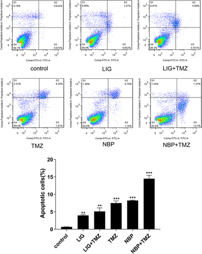 Figure 5 Effects of TMZ, LIG and NBP alone or in combination on apoptosis of U251 cells. Values are mean ± standard deviation (n=3). Differs from control group, **p< 0.01, ***p< 0.001.