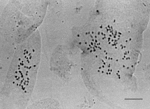 Figure 4 Mitotic metaphases in Mimosa incana (a tetraploid species) showing a 52-chromosome cell and a polysomatic 104-chromosome cell side-by-side in the same slide. Scale bar 10 μm.