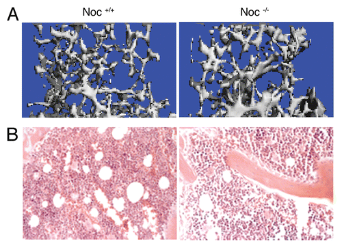 Figure 3 High bone mass and reduced marrow adiposity in Noc-/- mice. (A) Trabecular bone micro-architecture of the distal femur was analyzed by microCT at 16 weeks of animal's age. (B) Marrow adiposity was evaluated in HE-stained femurs of the same animals.