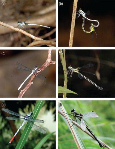 Figure 5. Adults of Philosina species. P. alba: (a) male from Mt. Diaoluoshan; (b) pair in wheel from Diaoluoshan; (c) male from Liuxihe Forest Park; (d) female from Liuxihe Forest Park. P. buchi: (e) male from Longsheng; (f) female from Longsheng. Photos by HZ (a, b, c, d), and VJK (e, f).