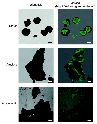 Figure 3. Confocal fluorescence microscopic observation of iodine stained pure potato starch, amylopectin and amylose. Pure, commercially available potato starch (Roche), amylose (Sigma A00512) and amylopectin (Sigma A8515) were stained with iodine solution, rinsed gently in distilled water for about 1 min, mounted on microscopic slides, and examined using a D-Eclipse C1 confocal microscope with Ar 488 nm excitation using BA515/30 filter (detector gain setting 7.2–7.5). Bar = 10 µm for starch granules and 20 µm for amylose and amylopectin.