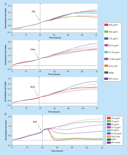 Figure 1.  Effect of Nps on the viability of NCI H460 cells.Cells were allowed to grow until they reached the exponential phase. (A) TiO2, CeO2 and Al2O3 NPs were added (indicated with an arrow) at different concentrations: 15.6 (violet line), 31.25 (blue line), 62.5 (pink line), 125 (dark blue line), 250 (green line) and 500 μg/ml (red line). (B) ZnO Nps were added (indicated with an arrow) at different concentrations: 12.5 (violet line), 25 (blue line), 37.5 (pink line), 50 (dark blue line), 75 (green line) and 100 μg/ml (red line). The calculated LD50 was around 50 μg/ml.