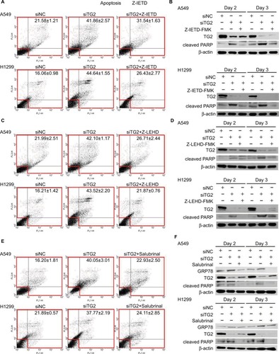 Figure 4 Association of the extrinsic and intrinsic apoptosis pathways with endoplasmic reticulum stress induced by TG2 knockdown.Notes: (A) The inhibitor of caspase-8 (Z-IETD-FMK, 20 µM) was added prior to siRNA transfection of A549 and H1299 cells and incubated for 72 hours followed by Annexin V/PI assay. (B) Western blot analysis of TG2 and cleaved PARP proteins with caspase-8 inhibition. (C, D) The caspase-9 inhibitor (Z-LEHD-FMK, 20 µM) was also added prior to siRNA transfection and analyzed. (E) Salubrinal (30 µM) was added prior to siRNA transfection of A549 and H1299 cells followed by Annexin V/PI assay. (F) Western blot analysis of TG2, cleaved PARP, and GRP78 proteins with ER stress inhibition.Abbreviations: ER, endoplasmic reticulum; PI, propidium iodide; TG2, tissue transglutaminase 2.